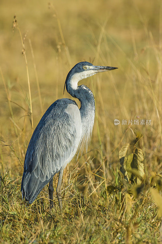 黑头苍鹭(Ardea melanocephala)是鹭科的一种涉禽，常见于撒哈拉以南非洲和马达加斯加的大部分地区。纳库鲁湖国家公园，肯尼亚。